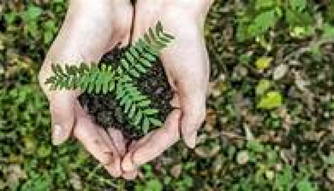 Hands clasping a fern seedling