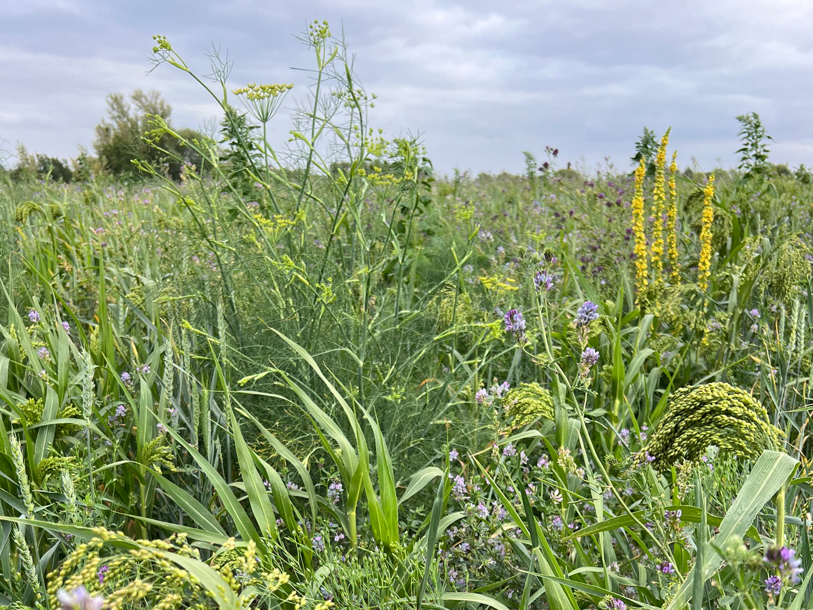 Nitrogen Fixing Crop