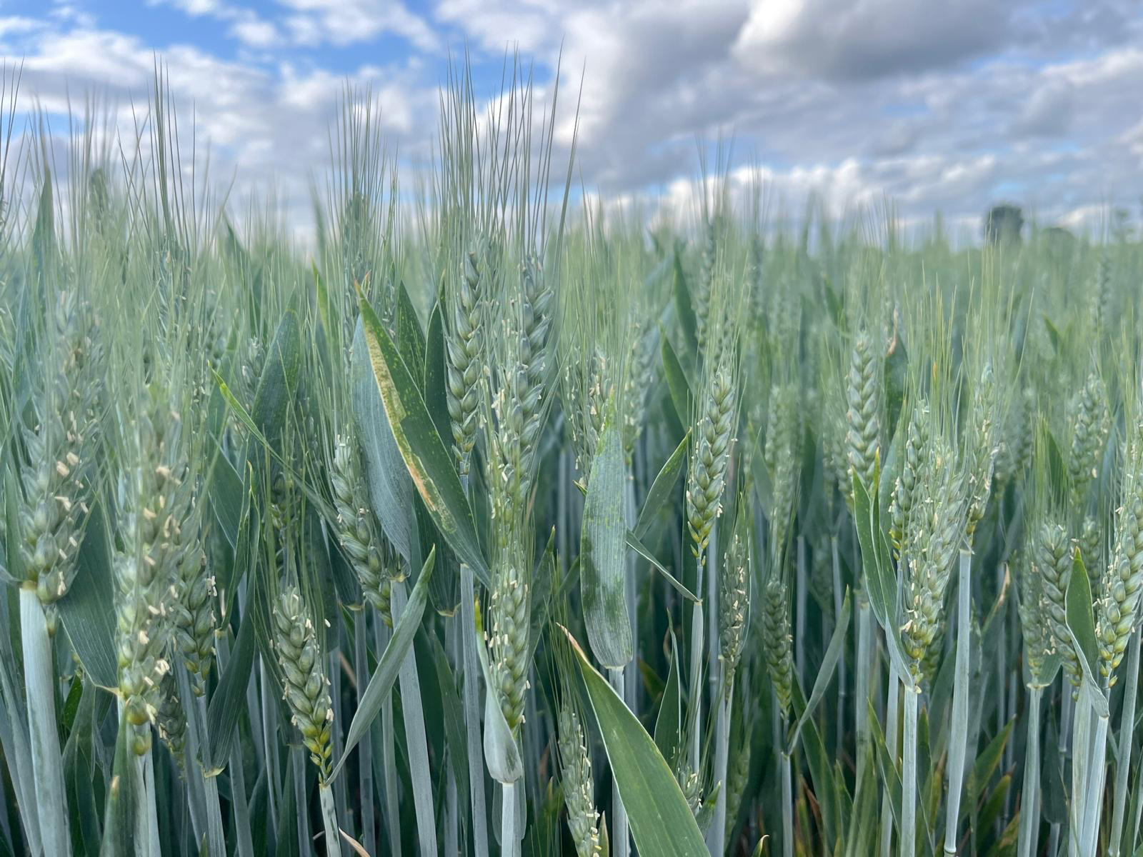 Wheat Crop